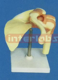 ADVANCED BIG LEFT SHOULDER JOINT FUNCTIONAL MODEL WEST-TYPE